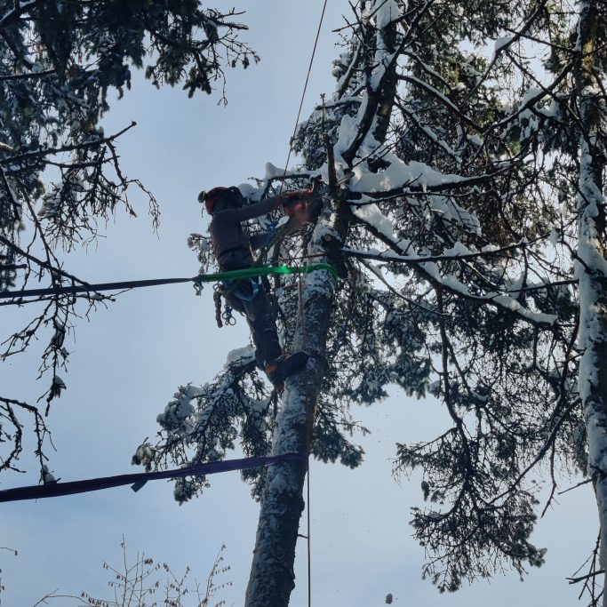 Aivys Baumpflege Baumkletterer im Einsatz bei der Beseitigung von Sturmschäden